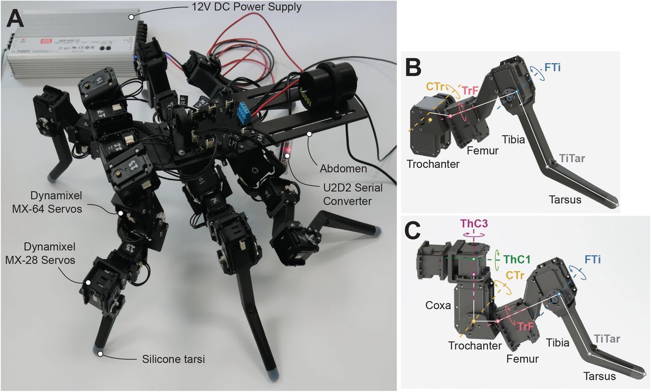 Схема гексапода с сервоприводами Dynamixel на лапах